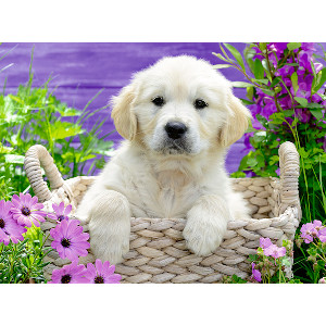 Dulce Golden Retriever